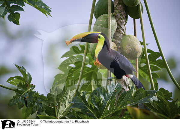 Swainson-Tukan / chestnut-mandibled toucan / JR-05544