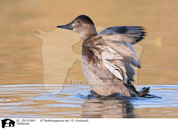 Tafelente / Eurasian pochard / DV-01691