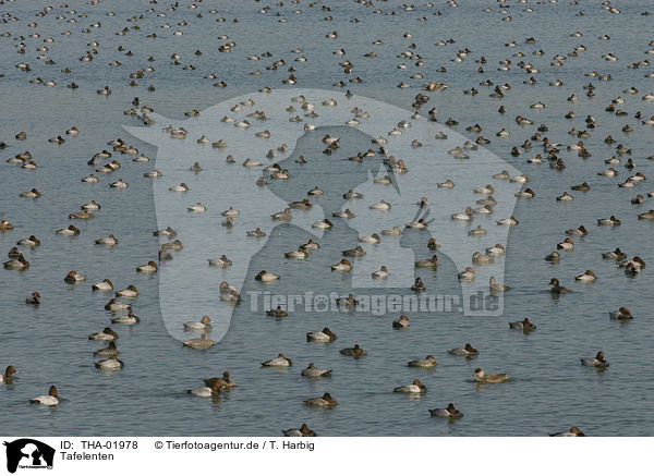 Tafelenten / THA-01978