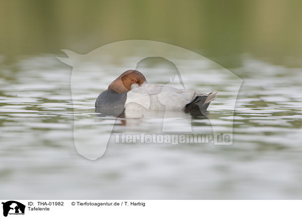 Tafelente / common pochard / THA-01982
