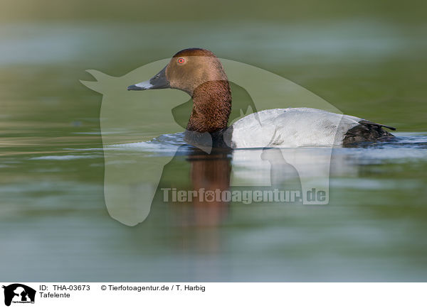 Tafelente / common pochard / THA-03673