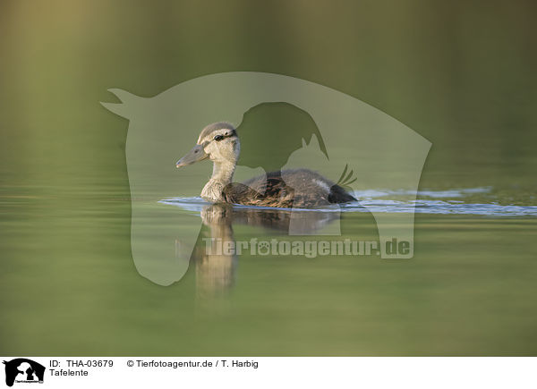 Tafelente / THA-03679