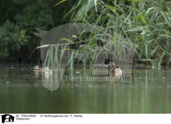 Tafelenten / common pochards / THA-03680