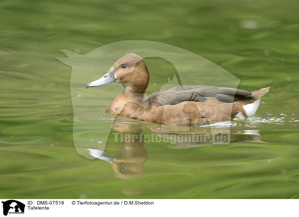 Tafelente / DMS-07518