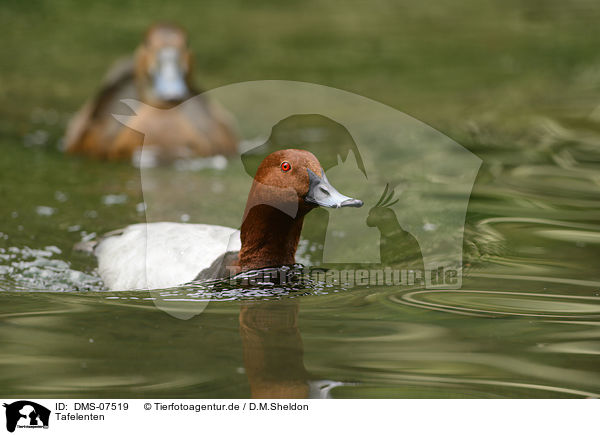 Tafelenten / common pochards / DMS-07519