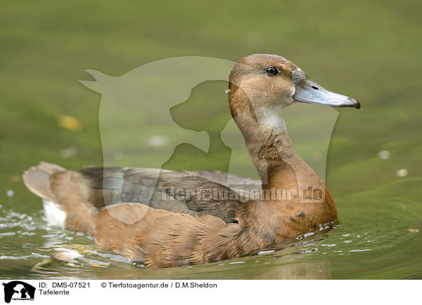 Tafelente / DMS-07521