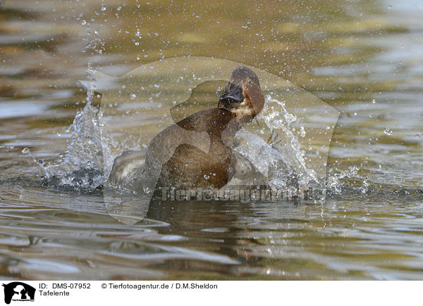 Tafelente / common pochard / DMS-07952