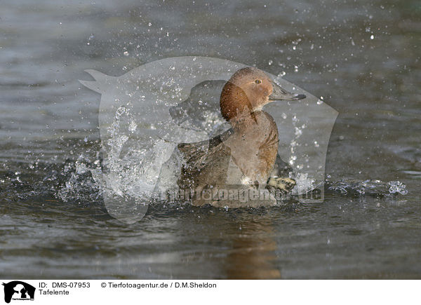 Tafelente / common pochard / DMS-07953