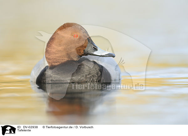 Tafelente / DV-02938