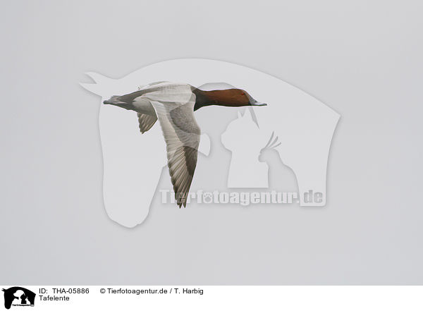 Tafelente / THA-05886