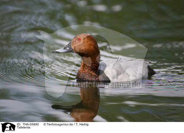 Tafelente / THA-05890