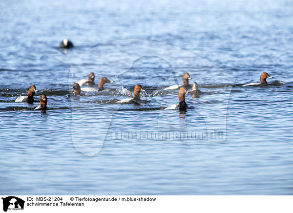 schwimmende Tafelenten / MBS-21204