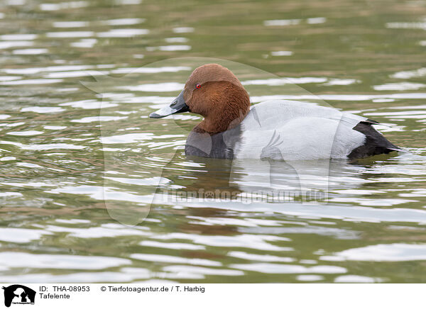 Tafelente / Eurasian pochard / THA-08953