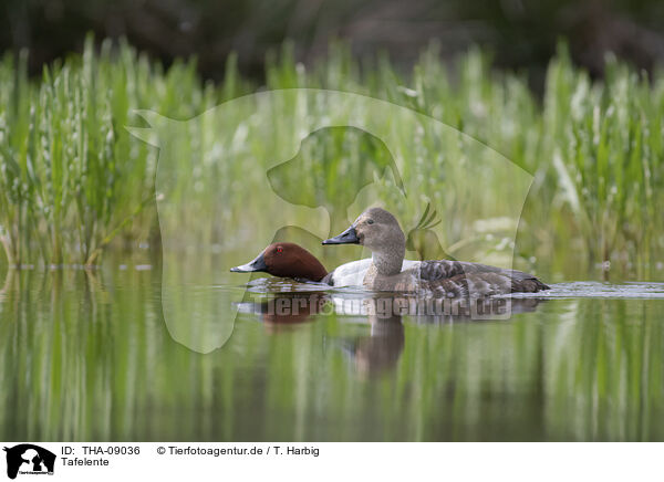 Tafelente / THA-09036