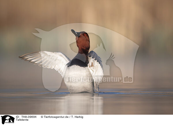 Tafelente / common pochard / THA-09694