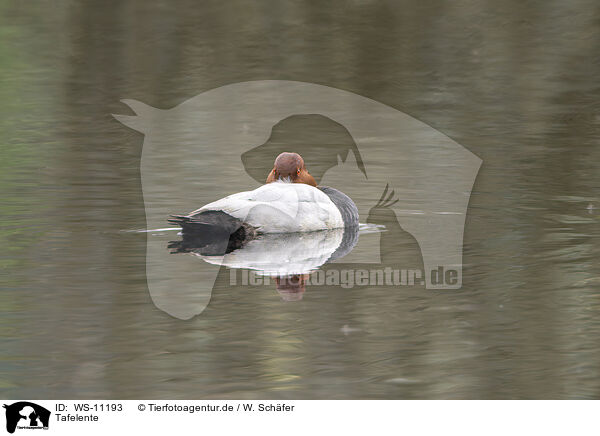 Tafelente / diving duck / WS-11193