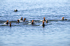 schwimmende Tafelenten