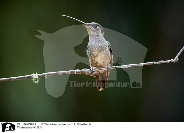 Talamanca-Kolibri / Talamanca hummingbird / JR-05864