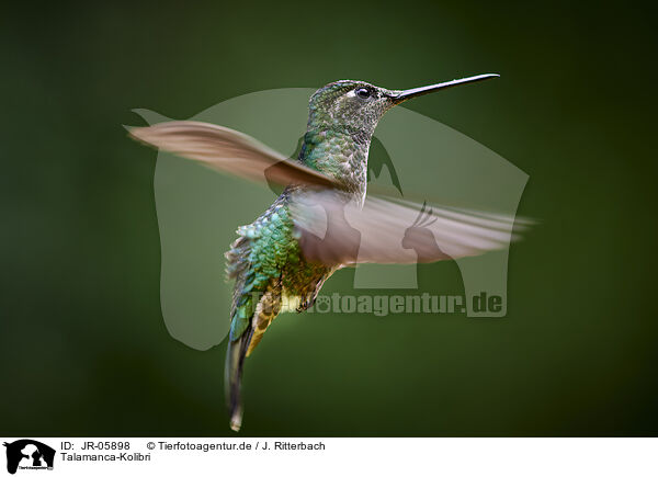 Talamanca-Kolibri / Talamanca hummingbird / JR-05898