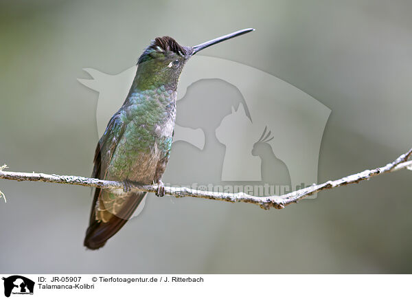 Talamanca-Kolibri / Talamanca hummingbird / JR-05907