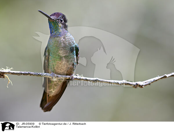 Talamanca-Kolibri / Talamanca hummingbird / JR-05909