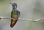 Talamanca-Kolibri