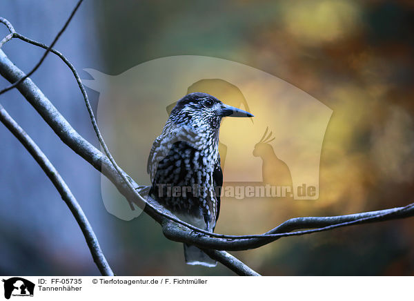 Tannenhher / Eurasian nutcracker / FF-05735