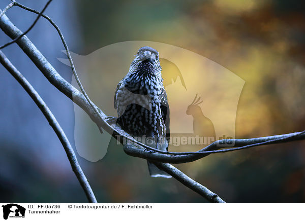 Tannenhher / Eurasian nutcracker / FF-05736