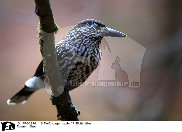 Tannenhher / Eurasian nutcracker / FF-06214