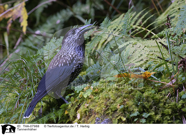 Tannenhher / Eurasian nutcracker / THA-07988