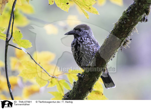 Tannenhher / Eurasian nutcracker / THA-07991