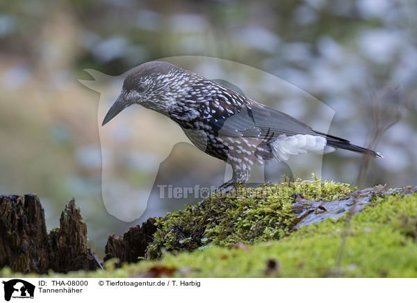 Tannenhher / Eurasian nutcracker / THA-08000