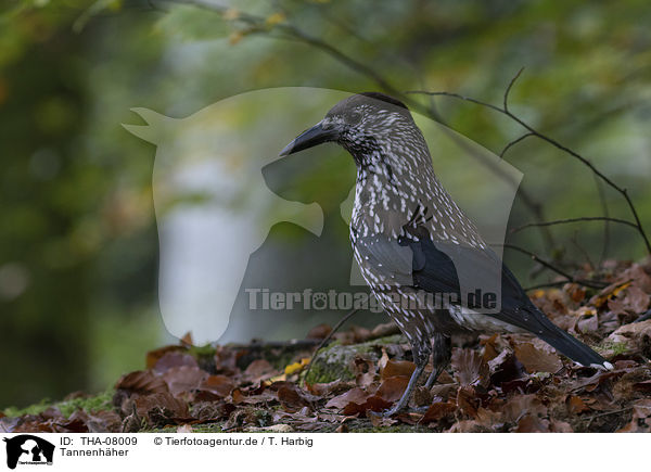 Tannenhher / Eurasian nutcracker / THA-08009