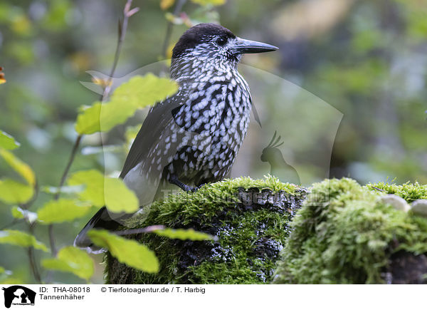 Tannenhher / Eurasian nutcracker / THA-08018