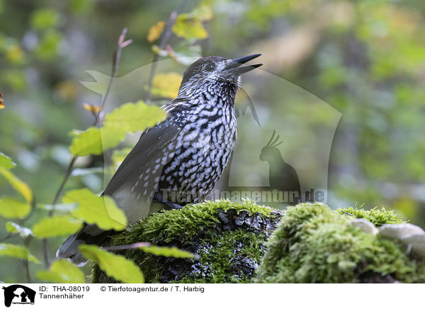 Tannenhher / Eurasian nutcracker / THA-08019