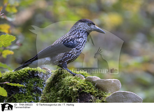 Tannenh�her / Eurasian nutcracker / THA-08023