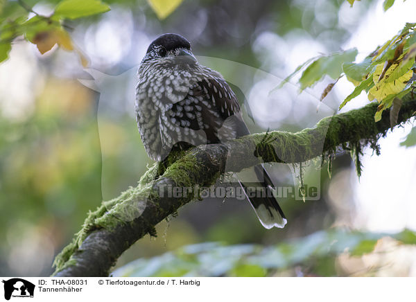 Tannenhher / Eurasian nutcracker / THA-08031