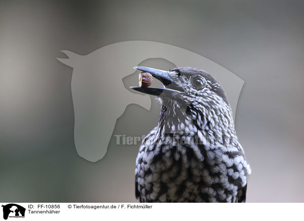 Tannenh�her / Eurasian nutcracker / FF-10856