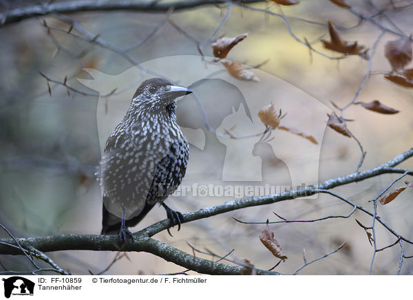 Tannenhher / Eurasian nutcracker / FF-10859