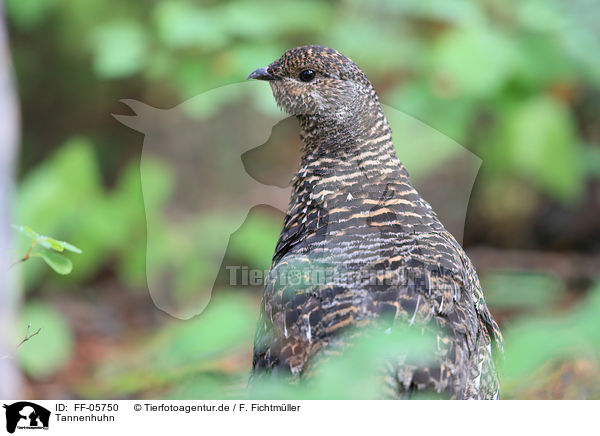 Tannenhuhn / FF-05750