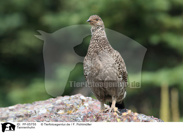 Tannenhuhn / Canada grouse / FF-05755