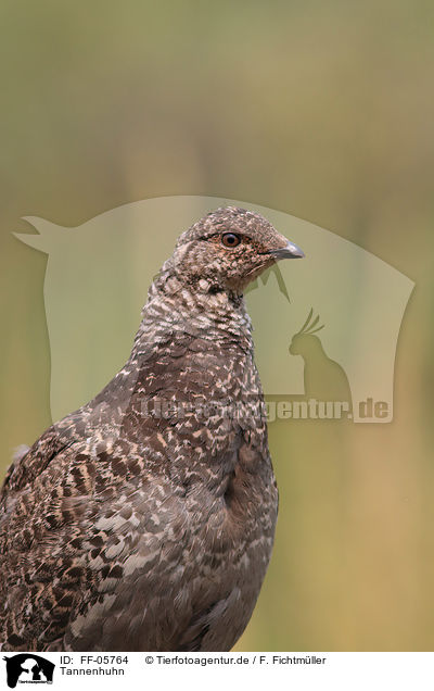 Tannenhuhn / Canada grouse / FF-05764