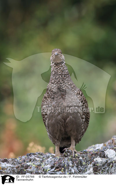 Tannenhuhn / Canada grouse / FF-05766