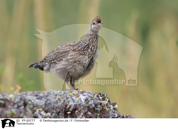 Tannenhuhn / FF-05777