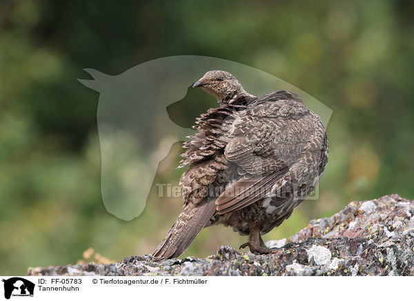 Tannenhuhn / Canada grouse / FF-05783