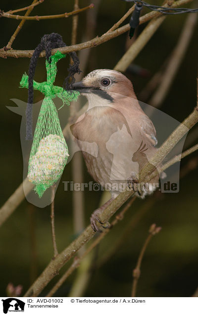 Tannenmeise / coal tit / AVD-01002