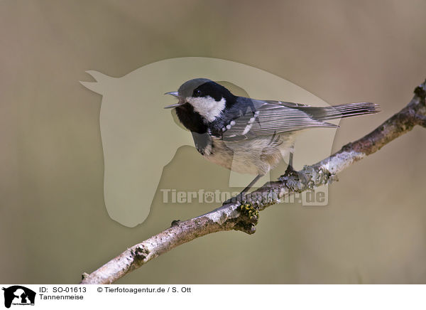 Tannenmeise / SO-01613