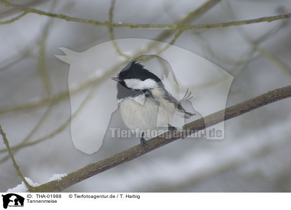 Tannenmeise / coal tit / THA-01988