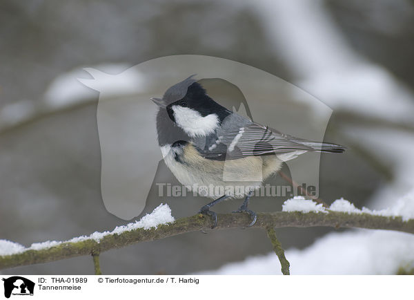 Tannenmeise / coal tit / THA-01989