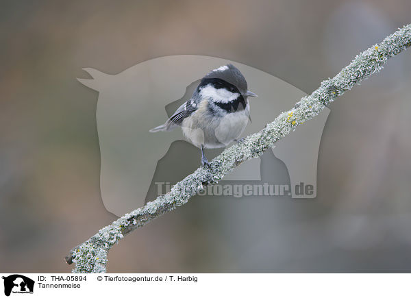 Tannenmeise / coal tit / THA-05894